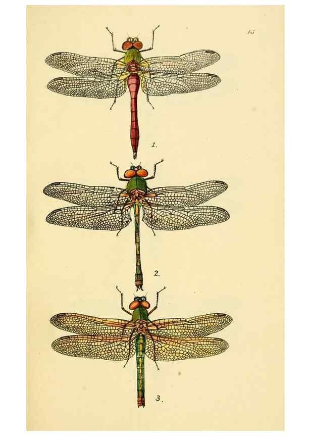 Reproducción/Reproduction 36329614126: British libellulinae, or, Dragon flies :. London :Printed by J.C. Bridgewater,1845.