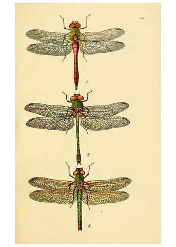 Reproducción/Reproduction 36329614126: British libellulinae, or, Dragon flies :. London :Printed by J.C. Bridgewater,1845.