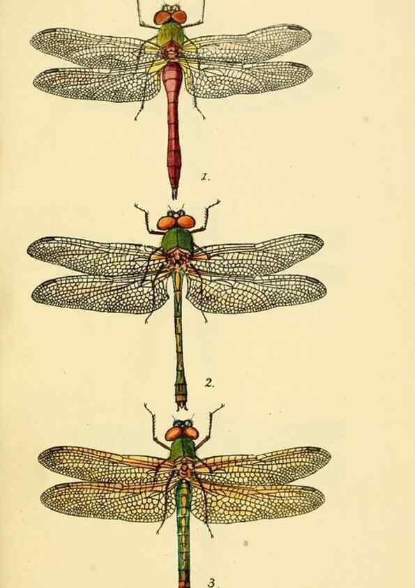 Reproducción/Reproduction 36329614126: British libellulinae, or, Dragon flies :. London :Printed by J.C. Bridgewater,1845.
