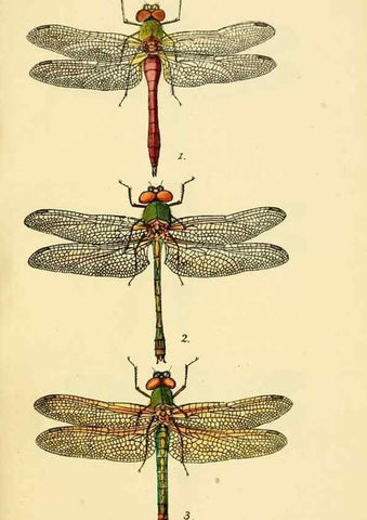 Reproducción/Reproduction 36329614126: British libellulinae, or, Dragon flies :. London :Printed by J.C. Bridgewater,1845.