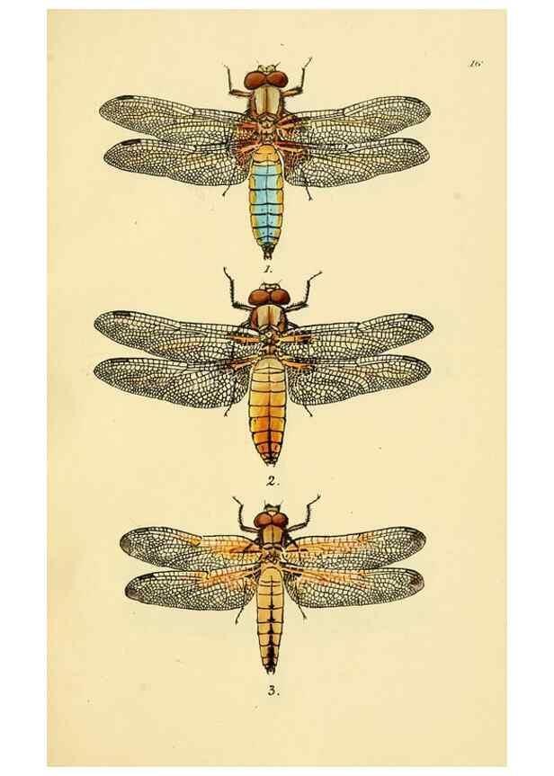 Reproducción/Reproduction 36329616086: British libellulinae, or, Dragon flies :. London :Printed by J.C. Bridgewater,1845.