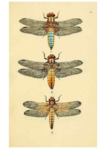 Reproducción/Reproduction 36329616086: British libellulinae, or, Dragon flies :. London :Printed by J.C. Bridgewater,1845.