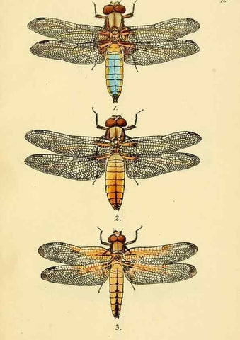 Reproducción/Reproduction 36329616086: British libellulinae, or, Dragon flies :. London :Printed by J.C. Bridgewater,1845.