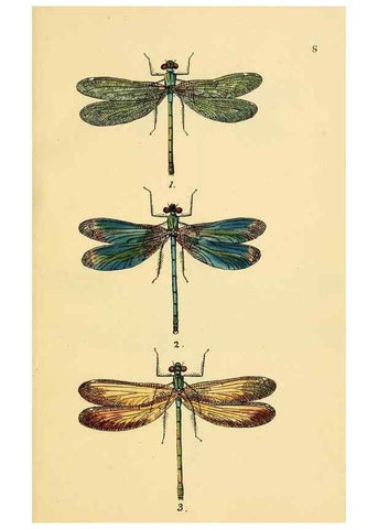 Reproducción/Reproduction 36329598906: British libellulinae, or, Dragon flies :. London :Printed by J.C. Bridgewater,1845.