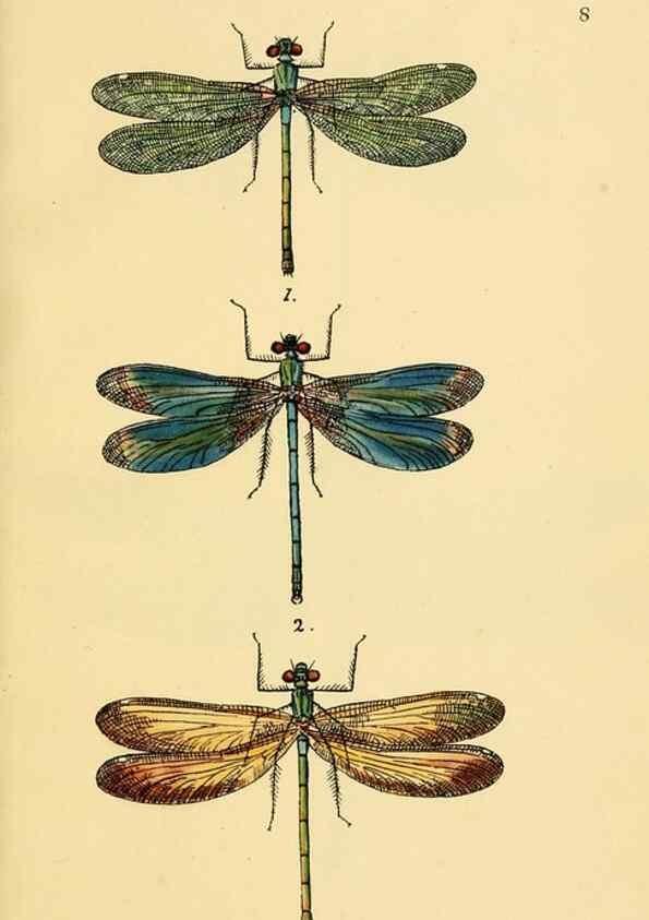 Reproducción/Reproduction 36329598906: British libellulinae, or, Dragon flies :. London :Printed by J.C. Bridgewater,1845.
