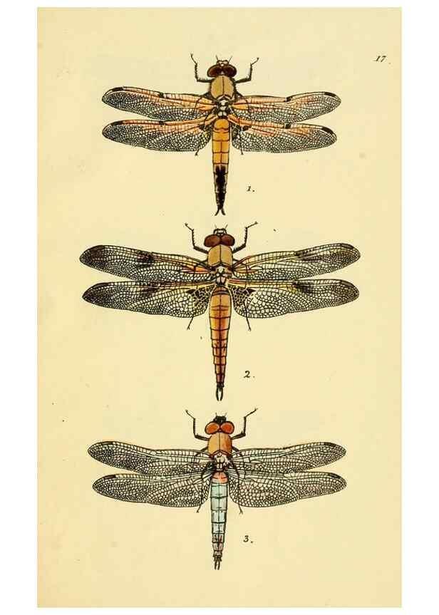 Reproducción/Reproduction 36329618166: British libellulinae, or, Dragon flies :. London :Printed by J.C. Bridgewater,1845.
