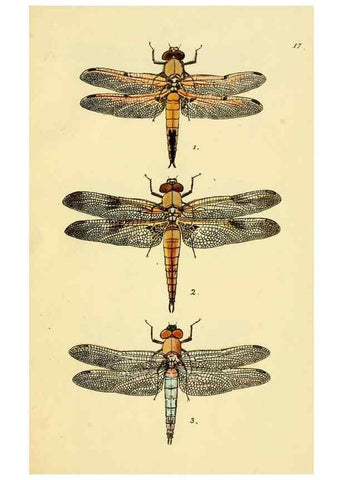 Reproducción/Reproduction 36329618166: British libellulinae, or, Dragon flies :. London :Printed by J.C. Bridgewater,1845.