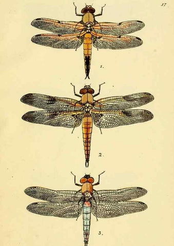 Reproducción/Reproduction 36329618166: British libellulinae, or, Dragon flies :. London :Printed by J.C. Bridgewater,1845.