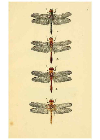 Reproducción/Reproduction 35977711850: British libellulinae, or, Dragon flies :. London :Printed by J.C. Bridgewater,1845.