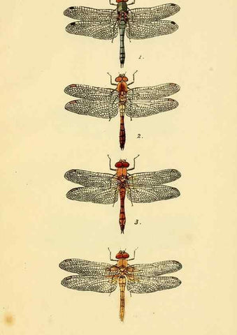 Reproducción/Reproduction 35977711850: British libellulinae, or, Dragon flies :. London :Printed by J.C. Bridgewater,1845.