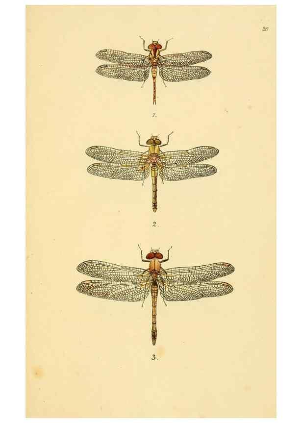Reproducción/Reproduction 35977713090: British libellulinae, or, Dragon flies :. London :Printed by J.C. Bridgewater,1845.