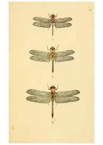 Reproducción/Reproduction 35977713090: British libellulinae, or, Dragon flies :. London :Printed by J.C. Bridgewater,1845.