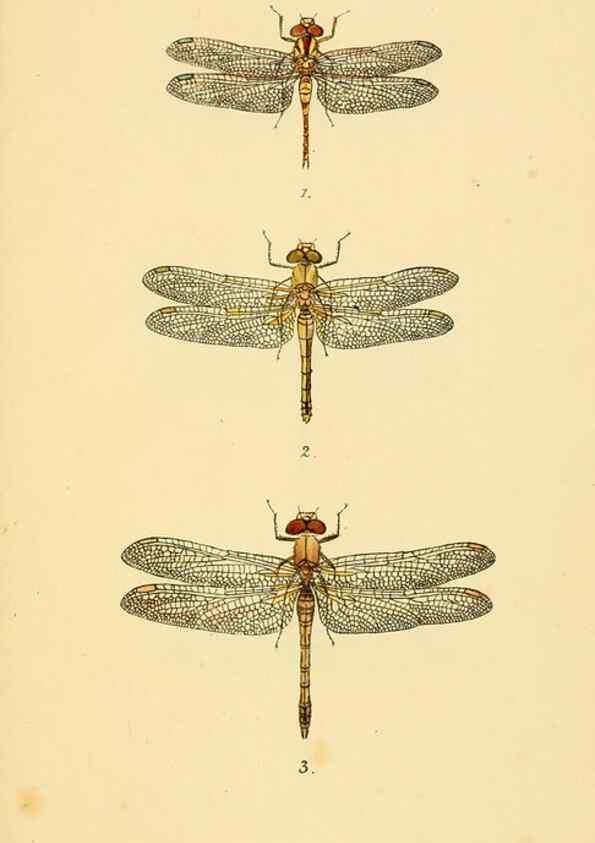 Reproducción/Reproduction 35977713090: British libellulinae, or, Dragon flies :. London :Printed by J.C. Bridgewater,1845.