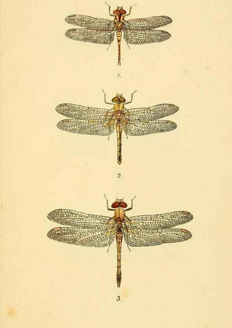 Reproducción/Reproduction 35977713090: British libellulinae, or, Dragon flies :. London :Printed by J.C. Bridgewater,1845.