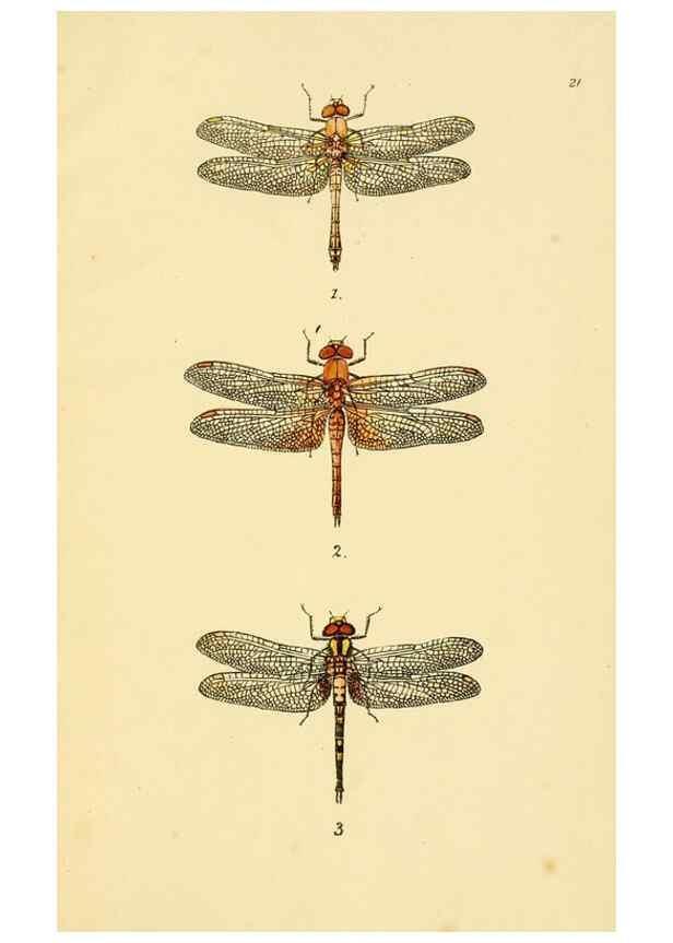 Reproducción/Reproduction 35977714510: British libellulinae, or, Dragon flies :. London :Printed by J.C. Bridgewater,1845.