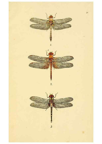 Reproducción/Reproduction 35977714510: British libellulinae, or, Dragon flies :. London :Printed by J.C. Bridgewater,1845.
