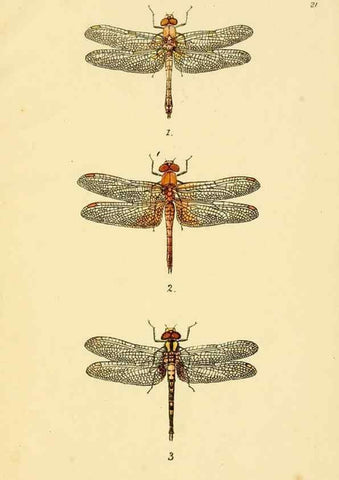 Reproducción/Reproduction 35977714510: British libellulinae, or, Dragon flies :. London :Printed by J.C. Bridgewater,1845.
