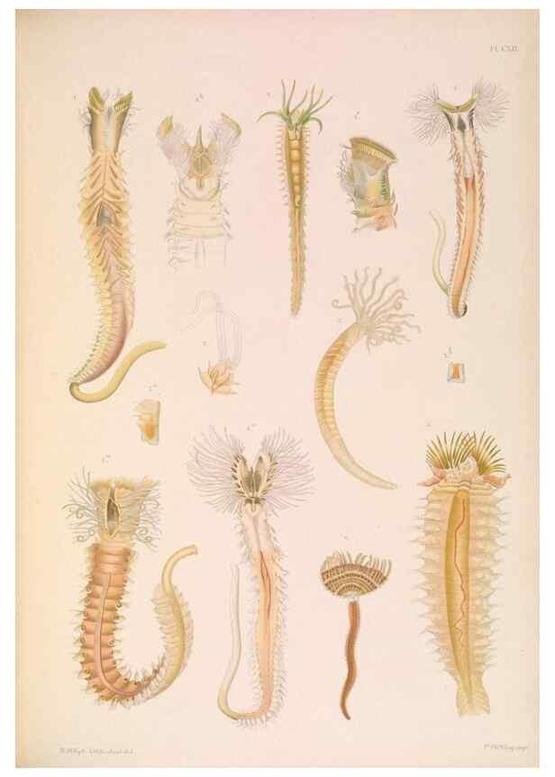 Reproducción/Reproduction 36050723450: A monograph of the British marine annelids.. London,The Ray society,1873/1900-1922/23.