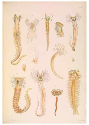 Reproducción/Reproduction 36050723450: A monograph of the British marine annelids.. London,The Ray society,1873/1900-1922/23.