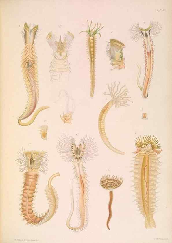 Reproducción/Reproduction 36050723450: A monograph of the British marine annelids.. London,The Ray society,1873/1900-1922/23.
