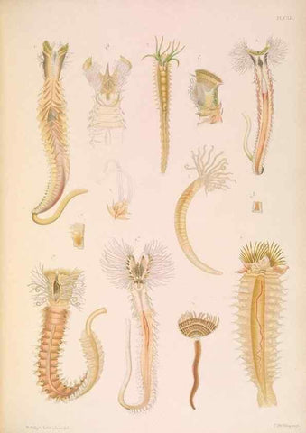 Reproducción/Reproduction 36050723450: A monograph of the British marine annelids.. London,The Ray society,1873/1900-1922/23.