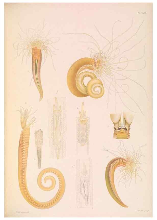 Reproducción/Reproduction 36050725810: A monograph of the British marine annelids.. London,The Ray society,1873/1900-1922/23.