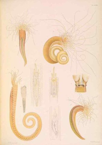 Reproducción/Reproduction 36050725810: A monograph of the British marine annelids.. London,The Ray society,1873/1900-1922/23.