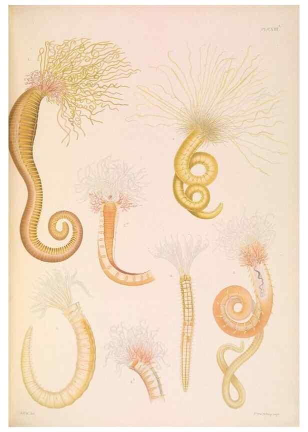 Reproducción/Reproduction 36310332581: A monograph of the British marine annelids.. London,The Ray society,1873/1900-1922/23.