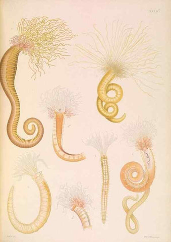 Reproducción/Reproduction 36310332581: A monograph of the British marine annelids.. London,The Ray society,1873/1900-1922/23.