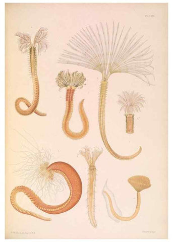 Reproducción/Reproduction 36310335011: A monograph of the British marine annelids.. London,The Ray society,1873/1900-1922/23.