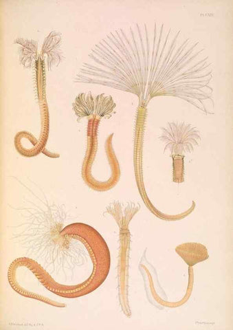 Reproducción/Reproduction 36310335011: A monograph of the British marine annelids.. London,The Ray society,1873/1900-1922/23.