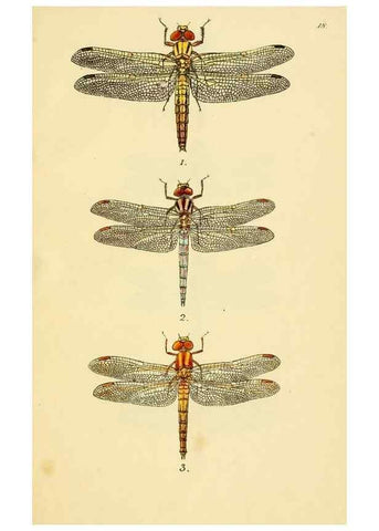 Reproducción/Reproduction 35566279473: British libellulinae, or, Dragon flies :. London :Printed by J.C. Bridgewater,1845.