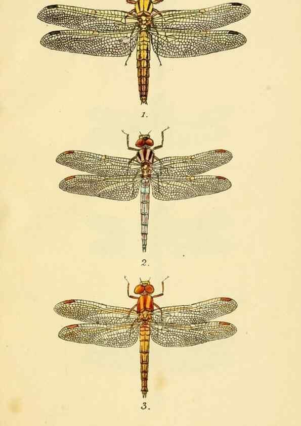 Reproducción/Reproduction 35566279473: British libellulinae, or, Dragon flies :. London :Printed by J.C. Bridgewater,1845.