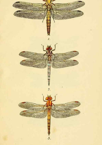 Reproducción/Reproduction 35566279473: British libellulinae, or, Dragon flies :. London :Printed by J.C. Bridgewater,1845.