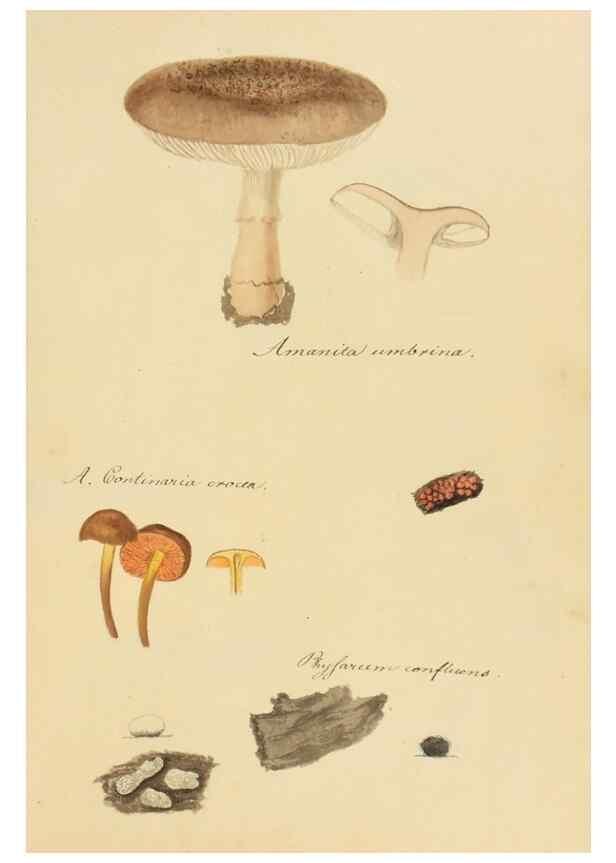Reproducción/Reproduction 36757887556: Icones fungorum Niskiensium /. [before 1805]