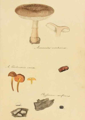 Reproducción/Reproduction 36757887556: Icones fungorum Niskiensium /. [before 1805]