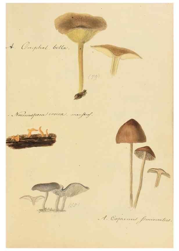 Reproducción/Reproduction 36757889476: Icones fungorum Niskiensium /. [before 1805]