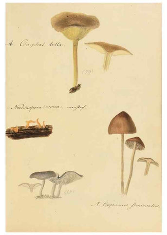 Reproducción/Reproduction 36757889476: Icones fungorum Niskiensium /. [before 1805]