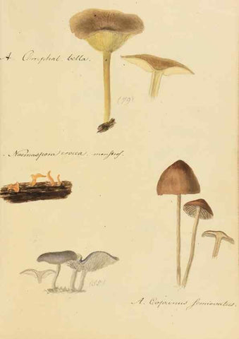 Reproducción/Reproduction 36757889476: Icones fungorum Niskiensium /. [before 1805]