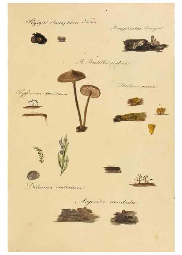 Reproducción/Reproduction 36757891476: Icones fungorum Niskiensium /. [before 1805]