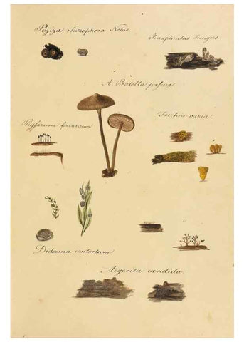 Reproducción/Reproduction 36757891476: Icones fungorum Niskiensium /. [before 1805]