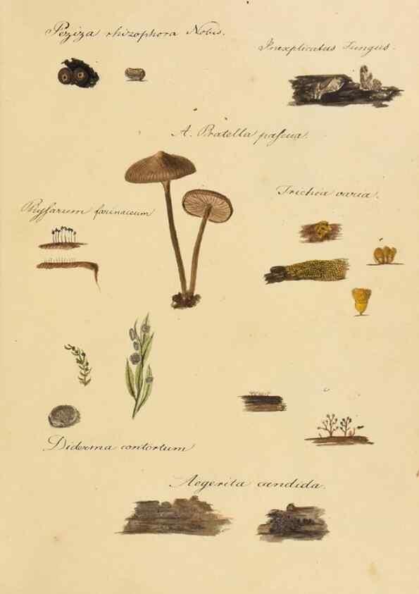 Reproducción/Reproduction 36757891476: Icones fungorum Niskiensium /. [before 1805]