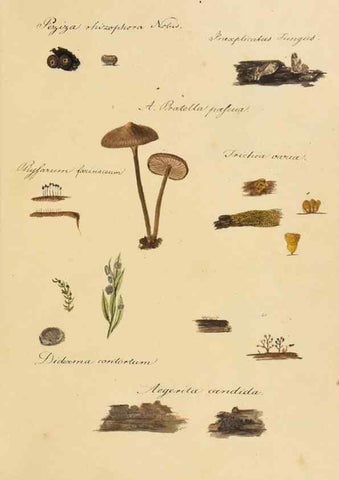 Reproducción/Reproduction 36757891476: Icones fungorum Niskiensium /. [before 1805]