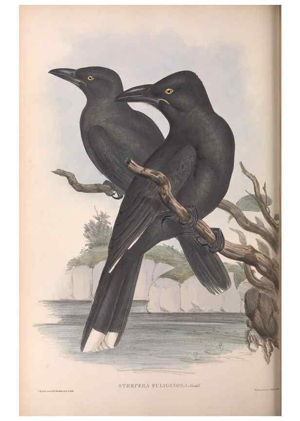 Reproducción/Reproduction 36811871591: The birds of Australia.. London,Printed by R. and J. E. Taylor; pub. by the author,[1840]-48.