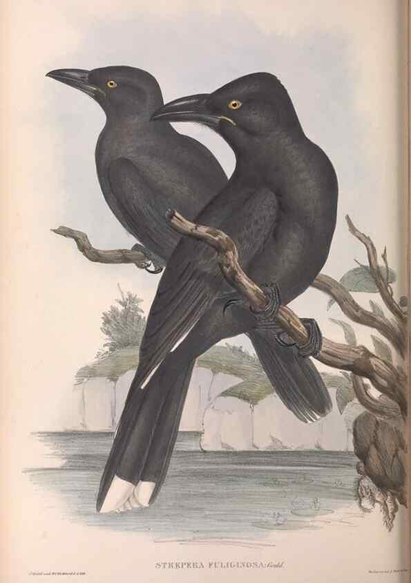 Reproducción/Reproduction 36811871591: The birds of Australia.. London,Printed by R. and J. E. Taylor; pub. by the author,[1840]-48.