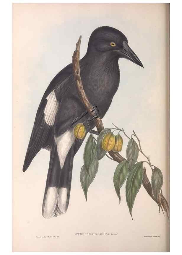 Reproducción/Reproduction 36951591365: The birds of Australia.. London,Printed by R. and J. E. Taylor; pub. by the author,[1840]-48.