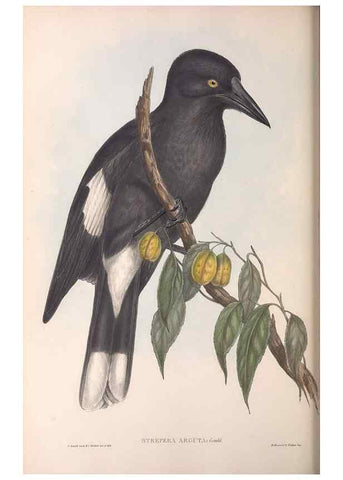 Reproducción/Reproduction 36951591365: The birds of Australia.. London,Printed by R. and J. E. Taylor; pub. by the author,[1840]-48.