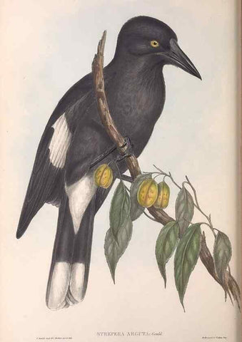 Reproducción/Reproduction 36951591365: The birds of Australia.. London,Printed by R. and J. E. Taylor; pub. by the author,[1840]-48.