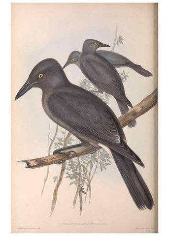 Reproducción/Reproduction 36951592525: The birds of Australia.. London,Printed by R. and J. E. Taylor; pub. by the author,[1840]-48.
