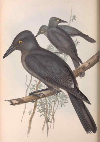 Reproducción/Reproduction 36951592525: The birds of Australia.. London,Printed by R. and J. E. Taylor; pub. by the author,[1840]-48.